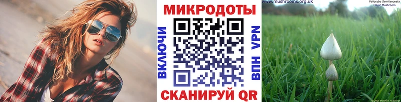 Псилоцибиновые грибы Psilocybe Беломорск
